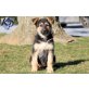 Schäferhund Welpen, Deutscher Schäferhund - Hündin