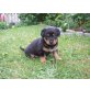Schäferhund Welpen - Hündin
