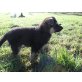 Schäferhund Welpen - Rüde
