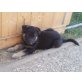 Schäferhund Welpen Welpen - Hündin