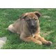 Schäferhund X Holl. Herder Mix Welpen - Hündin