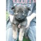 Schäferhund mischlinge Welpen - Hündin