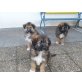 Schäferhund und Hirtenhund Welpen - Hündin