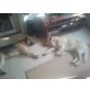 Schäferhund und Labrador Welpen - Rüde