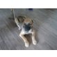 Schäferhundmix Welpen - Hündin