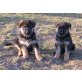 Schäferhundwelpe, Deutscher Schäferhund Welpen - Hündin
