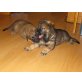 Schäferhundwelpen, Deutscher Schäferhund - Hündin