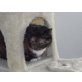 Schaila, Schildbart - Katze