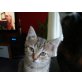 Scharly, Europäische Kurzhaarkatze - Katze