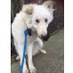 Schasa toller Hund sucht tolles Zuhause, Mischling - Rüde