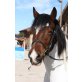 Scheckpony - Stute