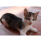 Schecky, Hauskatze - Kater