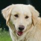 Schepi, Golden Retriever-Mix - Rüde