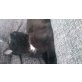 Schieba , Hauskatze  - Katze