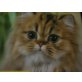 Schika, Perser Gold - Katze
