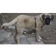 Schila, Kangal - Hündin