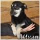 Schila und Dina, Chihuahua und Cockermix - Hündin