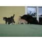 Schildpatt - Halbperser - Kater