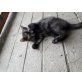 Schildpatt, Hauskatzen  - Katze