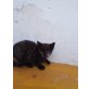Schildpatt babykätzchen  - Katze