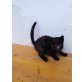 Schildpatt babykätzchen - Katze