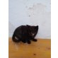 Schildpatt babykätzchen  - Katze