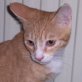 Schlaubi, roter - Kater