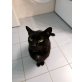Schlumpf, keine ahnung - Kater