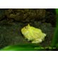 Schmuckhornfrosch