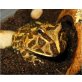 Schmuckhornfrosch Fantasy - weiblich
