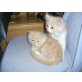 Schmuse Perserbabys mit nase , Perser - Kater