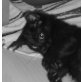 Schmusebaby - Katze