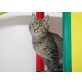 Schmusebacke Erwin - Kater