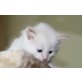 Schmusebör Flocke blaue Augen sucht Personal, Siamesen - Kater