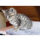 Schmusekätzchen Elli - unser Sonnenschein, Hauskatze - Katze