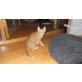 Schmusekater Frodo - Kater