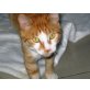 Schmusekater GINGER sucht ein Zuhause  - Kater