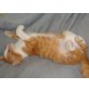 Schmusekater - Kater