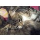 Schmusekater - Kater