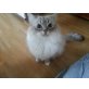 Schmusekatze sucht ein liebevolles Zuhause, Ragdoll - Katze