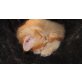 Schmusemonster, Maine Coon - Katze