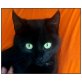 Schmuser *Linus*! 5 Mo/ Kastr/ Gechipt/ Geimp - Kater