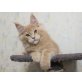 Schmuser, Maine Coon - Kater