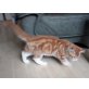 Schmuser, Maine Coon - Kater