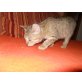 Schmuser Simba - Kater