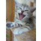 Schmuserbären Lilly Fee + Lord suchen Dich!, Britisch Kurzhaarkatze - Katze