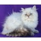 Schmuserin Iris, Perser - Katze