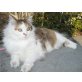 Schmuserin Lilly sucht nach Liebe - Katze