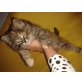 Schmusetige (Heilige Birma + Perser) - Katze