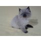 Schmusetiger (Heilige Birma + Perser) - Katze